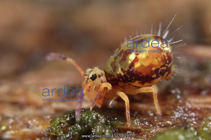 : Globular Springtail : Globular Springtail