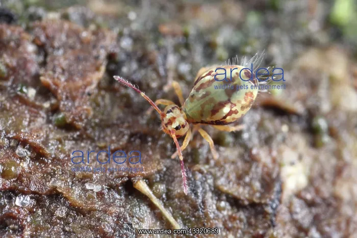: Globular Springtail : Globular Springtail