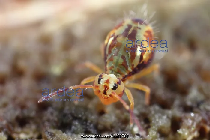 : Globular Springtail : Globular Springtail