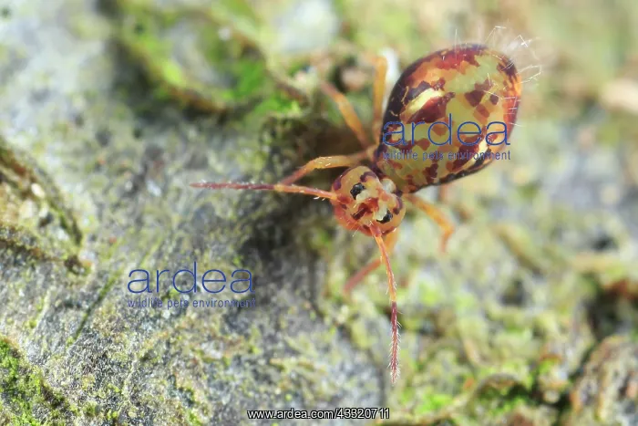: Globular Springtail : Globular Springtail