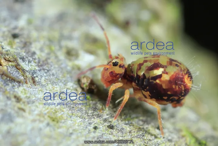 : Globular Springtail : Globular Springtail