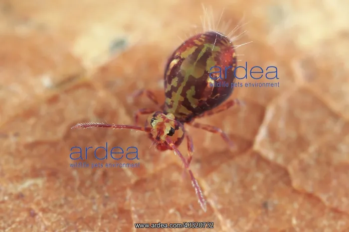 : Globular Springtail : Globular Springtail