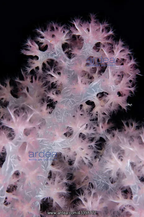 : Glomerate Tree Coral : Glomerate Tree Coral