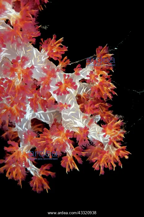 : Glomerate Tree Coral - during night dive : Glomerate Tree Coral - during night dive
