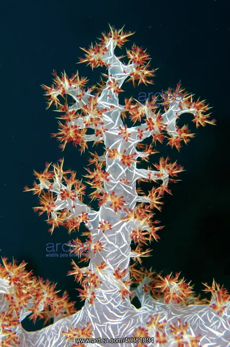 : Glomerate Tree Coral - showing sclerites - Kubu : Glomerate Tree Coral - showing sclerites - Kubu