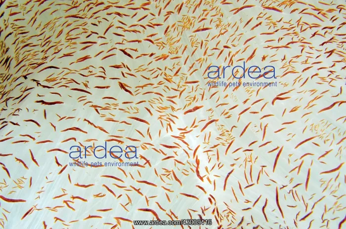 : Glomerate Tree Coral Spicules Waterfall dive site : Glomerate Tree Coral Spicules Waterfall dive site