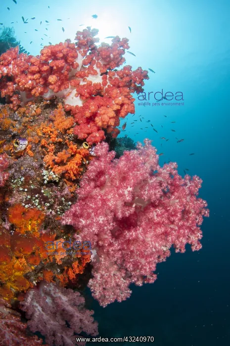: Glomerate Tree Coral - with sun in background : Glomerate Tree Coral - with sun in background