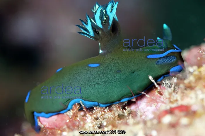 : Gloomy Nudibranch : Gloomy Nudibranch