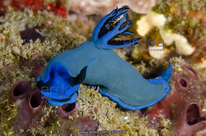  : Gloomy Nudibranch - Jemeluk Bay Wall dive site
