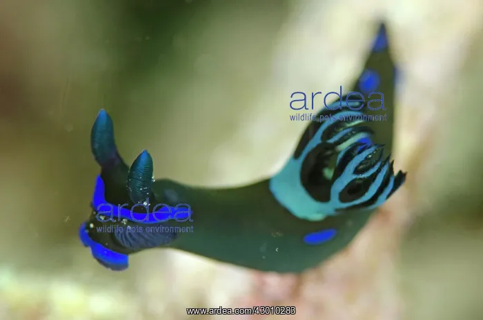 : Gloomy Nudibranch Wainilu dive site, Rinca Island : Gloomy Nudibranch Wainilu dive site, Rinca Island
