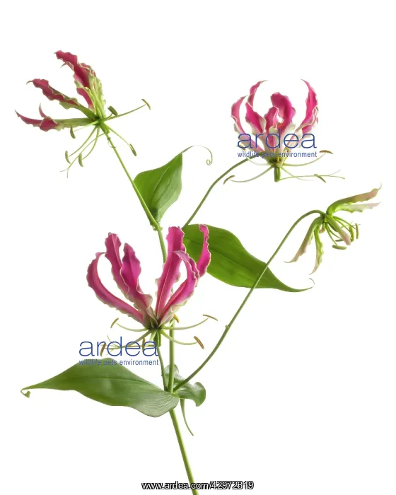 : Gloriosa lily : Gloriosa lily