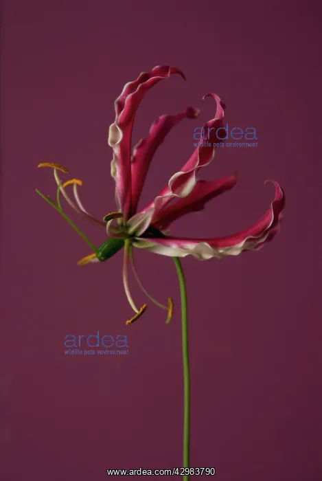 : Gloriosa lily : Gloriosa lily