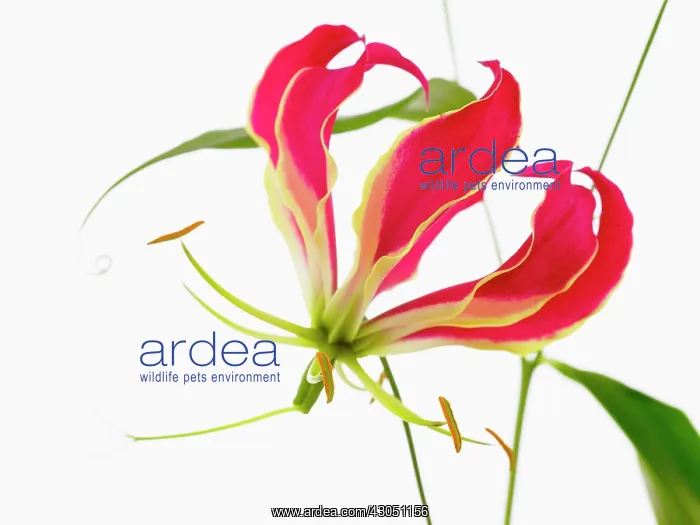 : Gloriosa lily : Gloriosa lily