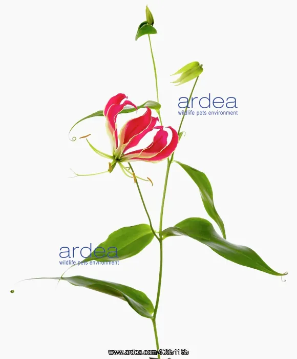 : Gloriosa lily : Gloriosa lily