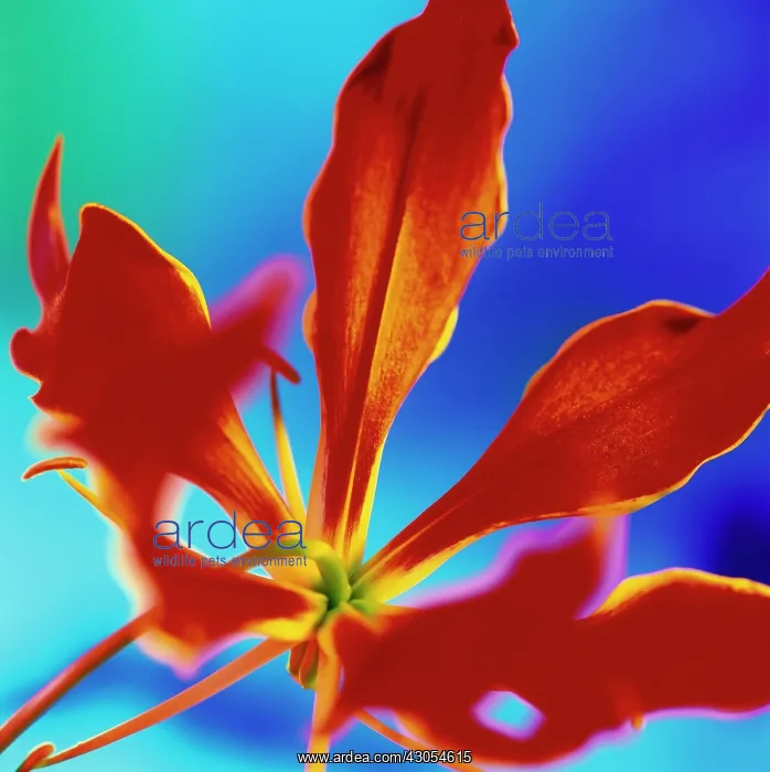 : Gloriosa Lily : Gloriosa Lily