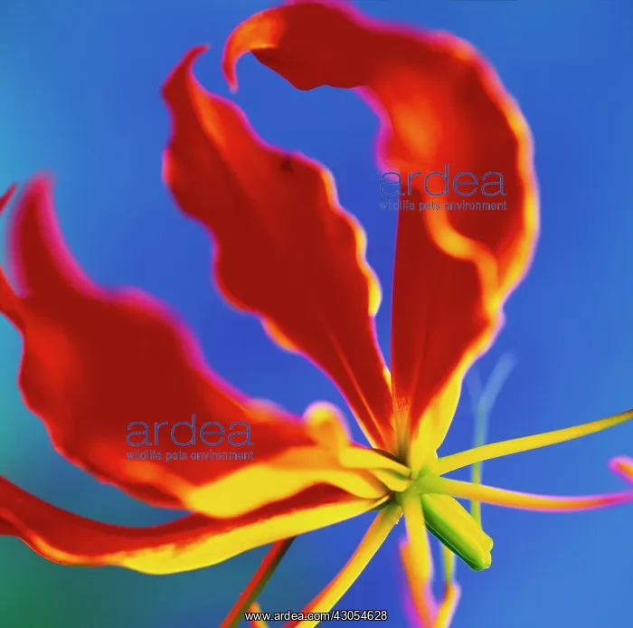  : Gloriosa Lily