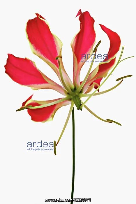 : Gloriosa lily : Gloriosa lily