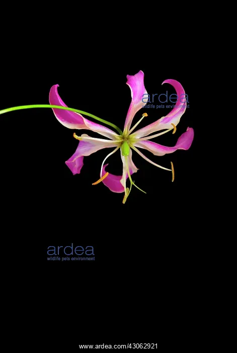  : Gloriosa lily