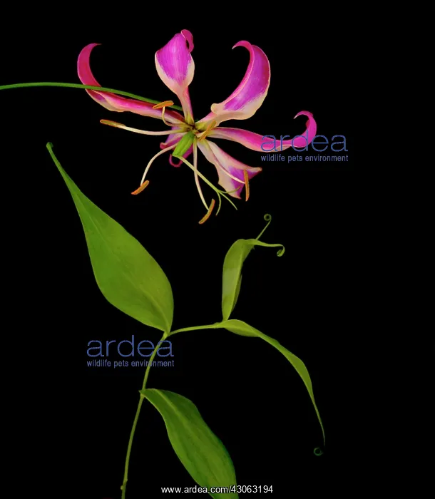 : Gloriosa lily : Gloriosa lily