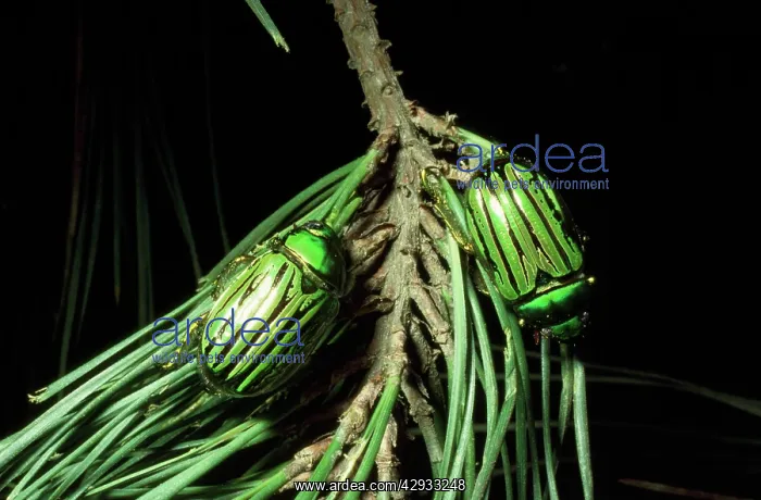 : Glorious Beetle : Glorious Beetle