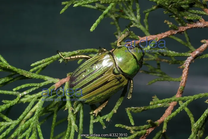 : Glorious Beetle (Chrysina gloriosa) : Glorious Beetle (Chrysina gloriosa)