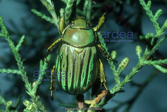 : Glorious Scarab Beetle : Glorious Scarab Beetle