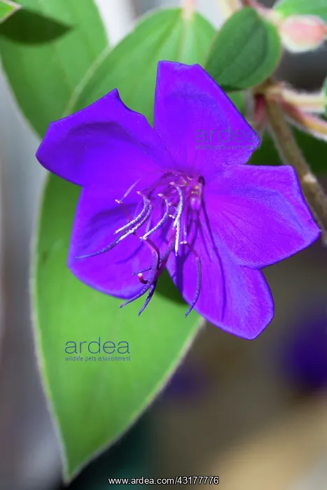 : Glory bush, Tibouchina urvilleana, Purple flower : Glory bush, Tibouchina urvilleana, Purple flower
