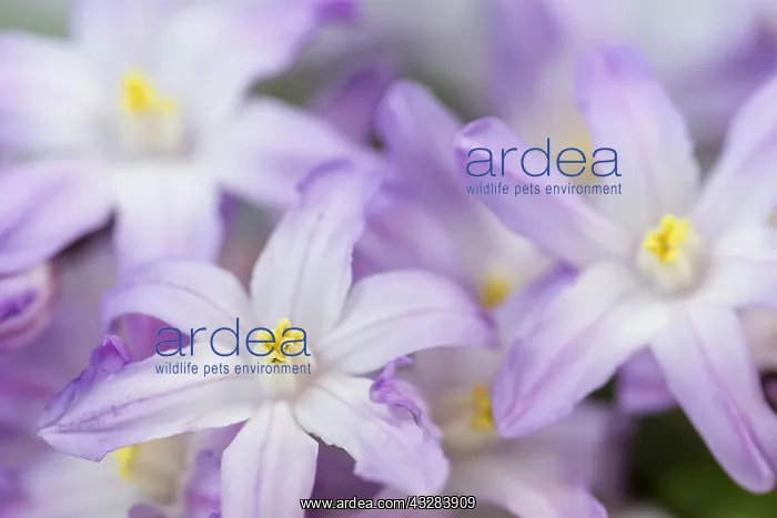 : Glory-of-the-snow, Chionodoxa cultivar, Mauve subject : Glory-of-the-snow, Chionodoxa cultivar, Mauve subject