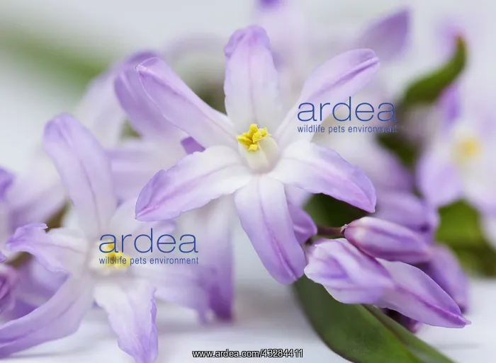 : Glory-of-the-snow, Chionodoxa cultivar, Mauve subject : Glory-of-the-snow, Chionodoxa cultivar, Mauve subject