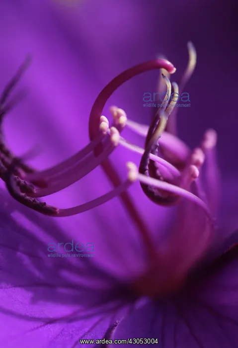 : Glory tree : Glory tree