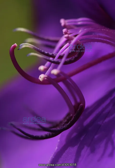 : Glory tree : Glory tree