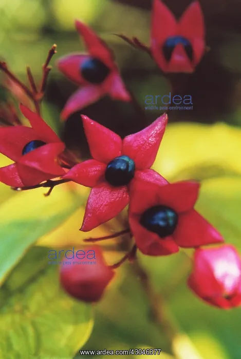 : Glorytree, Clerodendrum thrichotomum fargesii : Glorytree, Clerodendrum thrichotomum fargesii
