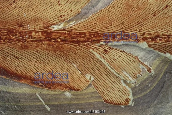 : Glossopterid Fossil : Glossopterid Fossil