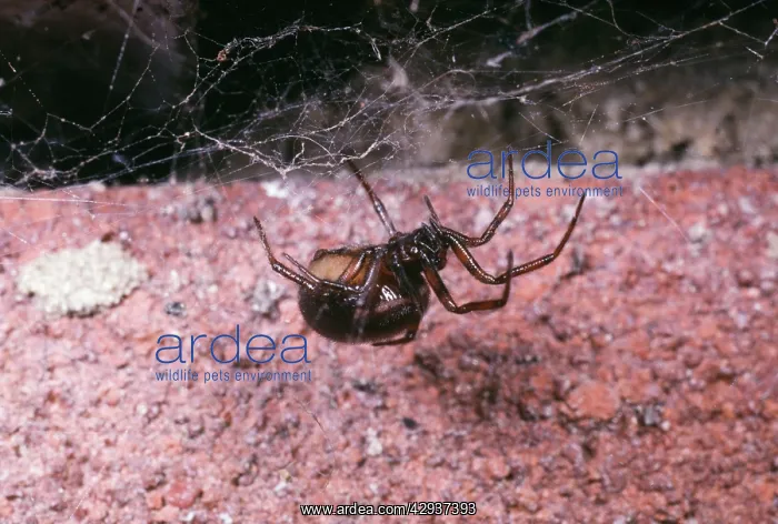 : Glossy Black Spider - common around houses : Glossy Black Spider - common around houses