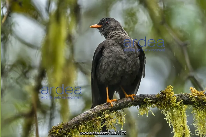 : Glossy-black Thrush (Turdus serranus) Natural Reserve : Glossy-black Thrush (Turdus serranus) Natural Reserve