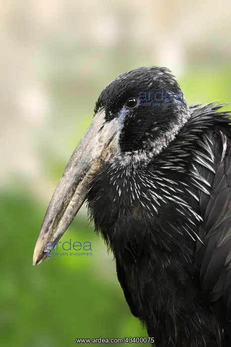 : Glossy clawbill (Anastomus lamelligerus), portrait : Glossy clawbill (Anastomus lamelligerus), portrait