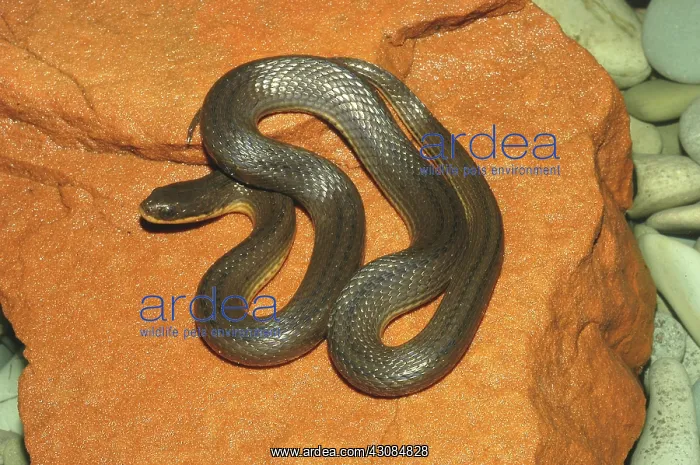 : Glossy Crayfish Snake : Glossy Crayfish Snake