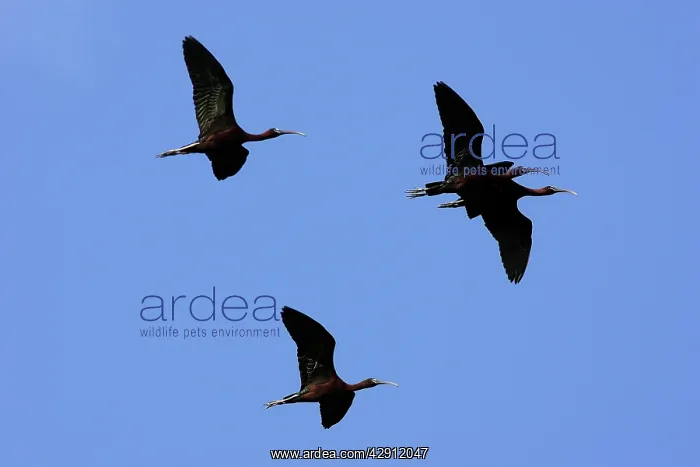  : Glossy Ibis