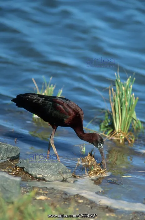 : Glossy Ibis : Glossy Ibis