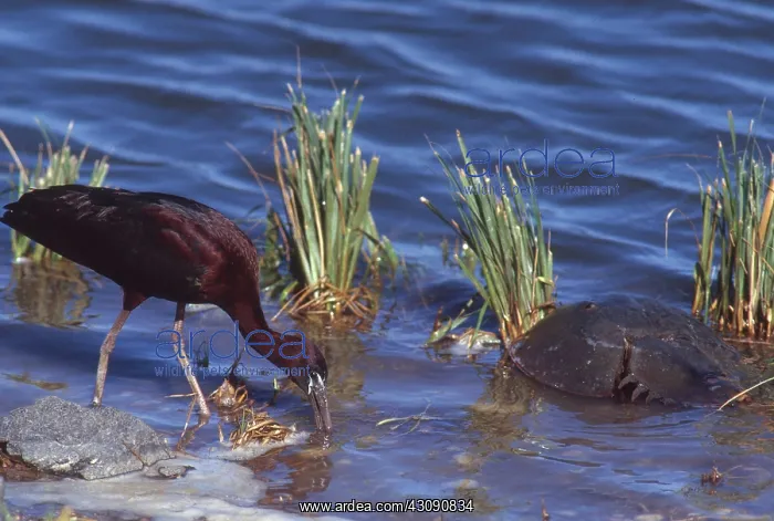 : Glossy Ibis : Glossy Ibis