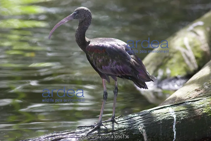 : Glossy Ibis : Glossy Ibis