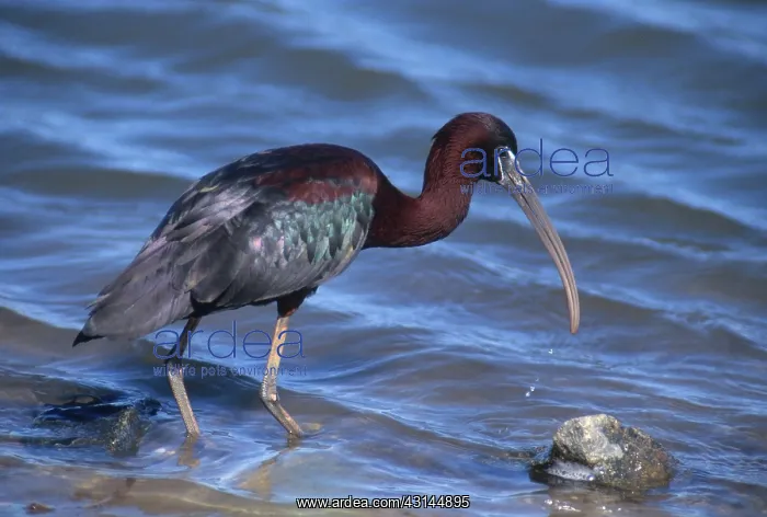 : Glossy Ibis : Glossy Ibis