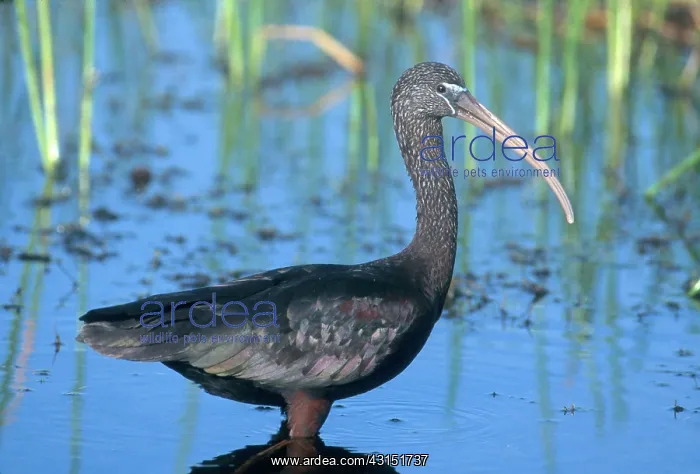 : Glossy Ibis : Glossy Ibis