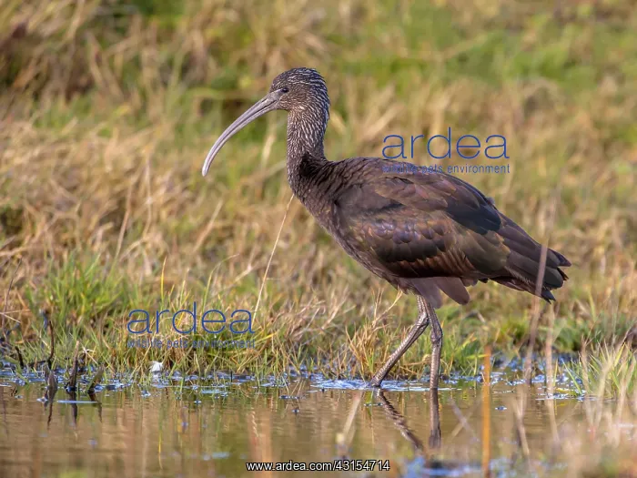 : Glossy Ibis : Glossy Ibis