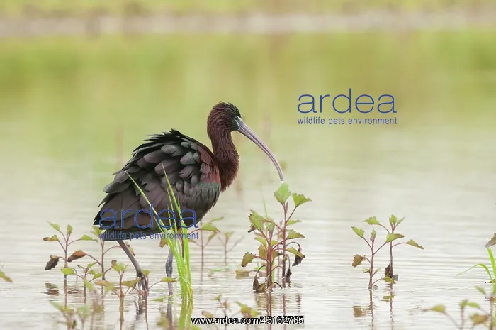 : Glossy Ibis : Glossy Ibis