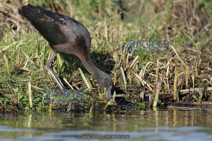 : Glossy Ibis : Glossy Ibis