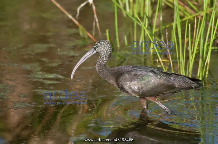 : Glossy Ibis : Glossy Ibis