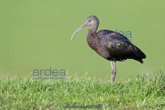 : Glossy Ibis : Glossy Ibis