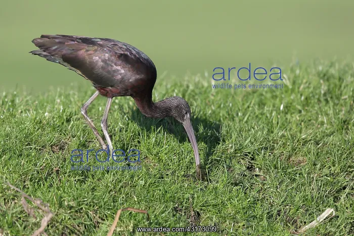 : Glossy Ibis : Glossy Ibis