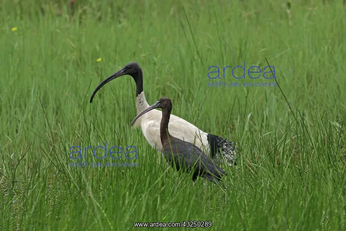 : Glossy Ibis : Glossy Ibis